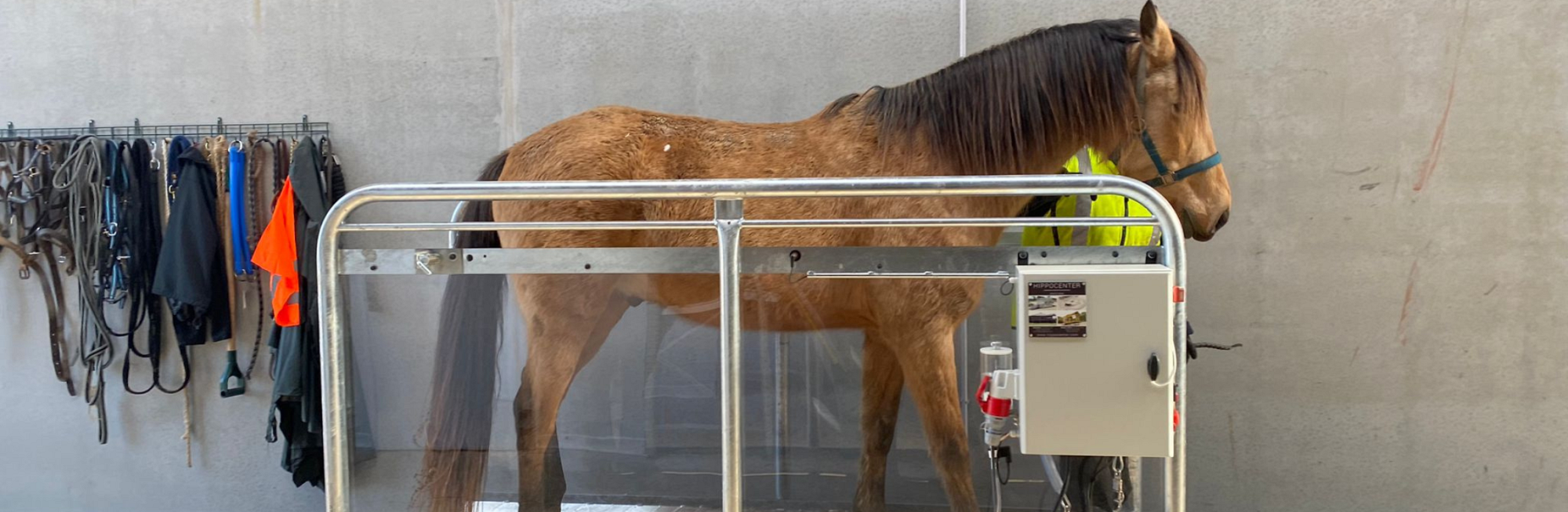 La sécurité du cheval sur les tapis roulants